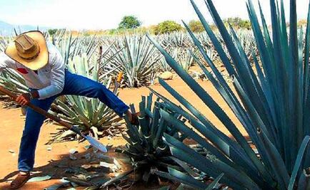 Profepa y sector tequilero firman Convenio de Concertación