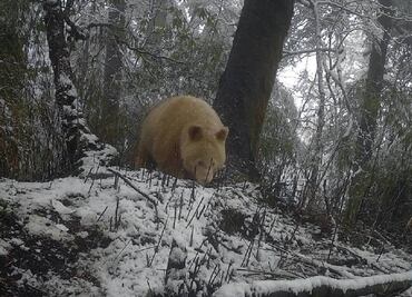 VIDEO: Captan en China al único panda blanco del mundo
