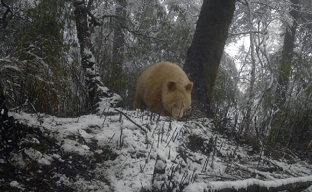 El único panda blanco del mundo, que vive en la Reserva Natural Nacional de Wolong, en la provincia china de Sichuan, fue avistado en estos días. Foto: Captura
