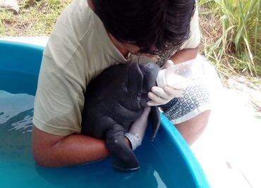 Rescatan cría de manatí en Tabasco
