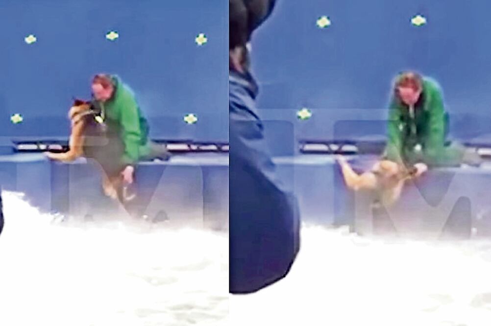 Un video muestra a un canino que es obligado a saltar a una piscina. (CAPTURA DE VIDEO TMZ)