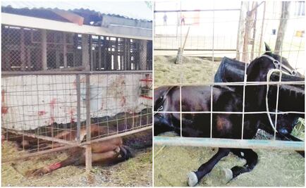 Indagan ataque a rancho ligado a Yarrington; incineran caballos