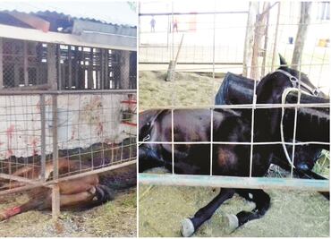 Indagan ataque a rancho ligado a Yarrington; incineran caballos
