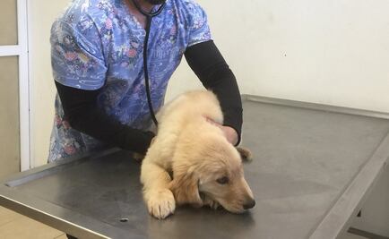 Resguardan en clínica a perros rescatados de criadero ilegal en Iztapalapa