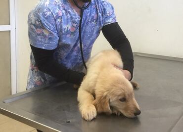 Resguardan en clínica a perros rescatados de criadero ilegal en Iztapalapa