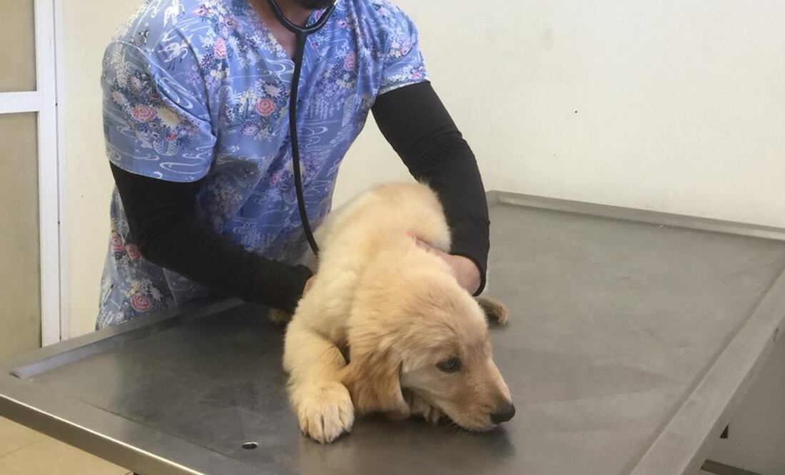 (Foto: Twitter @DioneAnguianoF)