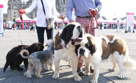 Estrenan app de paseadores de perros 