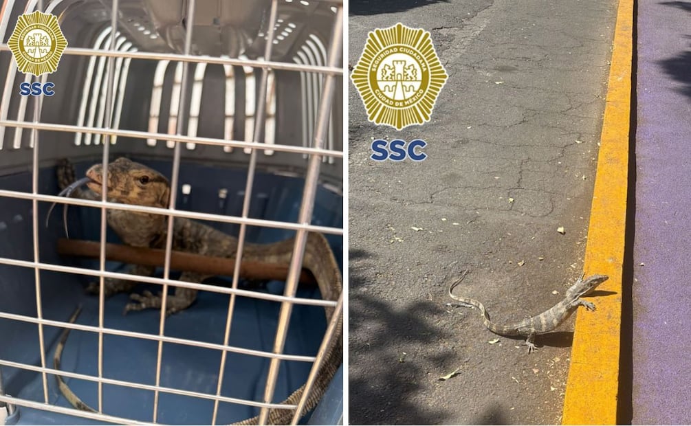 El reptil fue entregado a personal de la Brigada de Vigilancia Animal (BVA) de la Secretaría de Seguridad Ciudadana capitalina (SSC). | Foto: Especial.