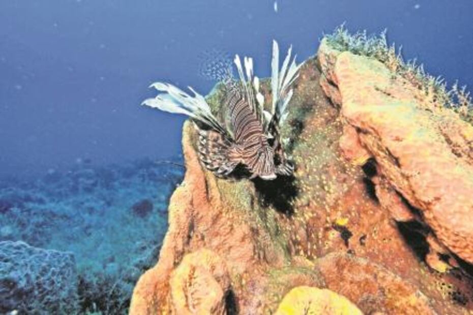 El (pez) León no es como lo pintan