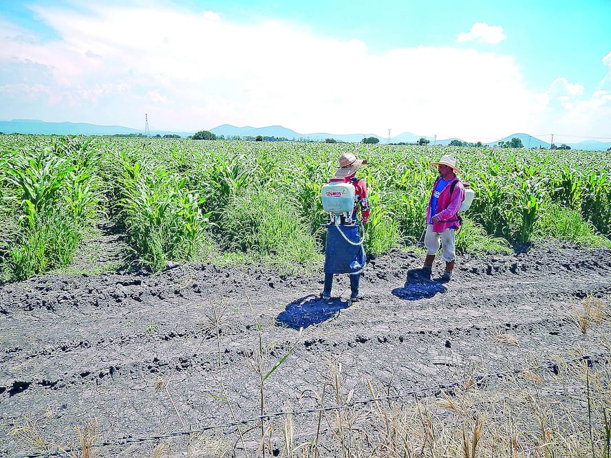 Las granjas Dutch Growers Garden Centre y Craven Riverside Gardens Inc., en la provincia de Saskatchewan, Canadá, emplean a trabajadores mexicanos (ARCHIVO EL UNIVERSAL)