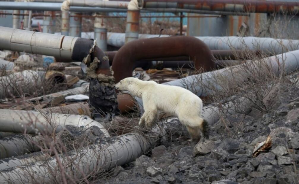 Captan a oso polar en ciudad industrial de Siberia