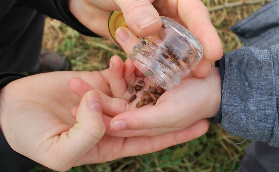 Semillas y salud. Fuente: Pixabay