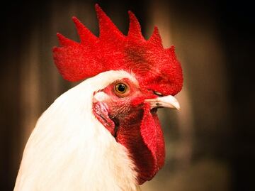 Estos son 5 datos que no conocías sobre el consumo de pollo