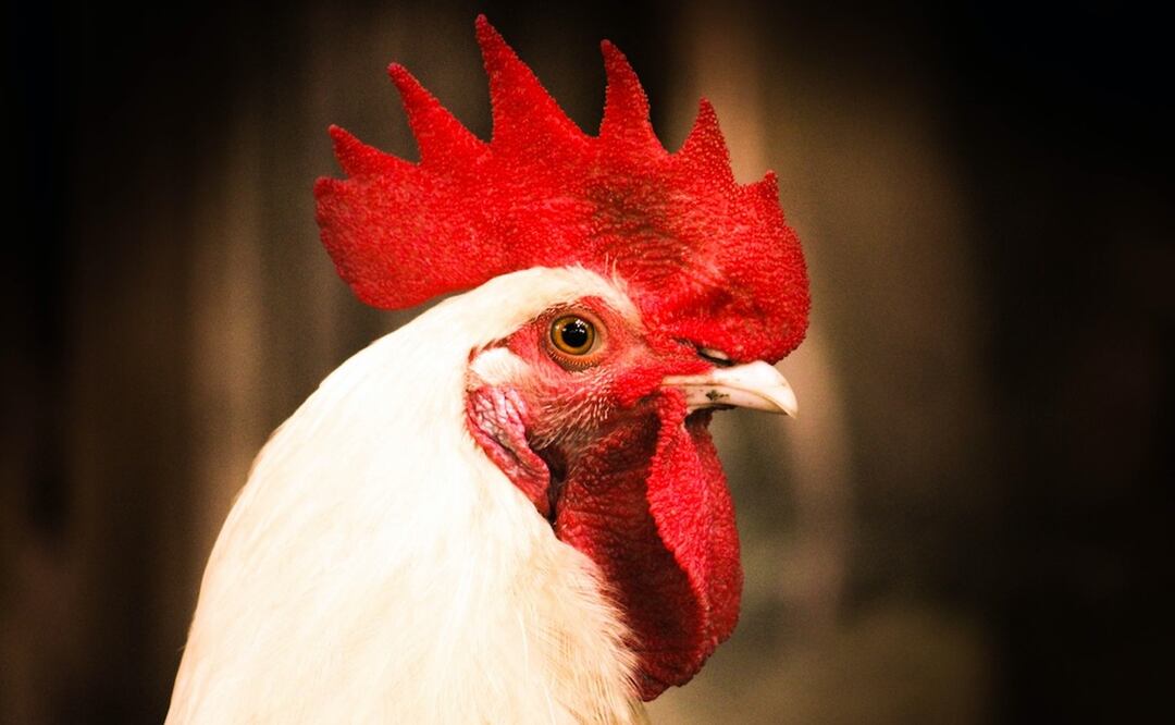 Foto: Moon Bhuyan / Pexels