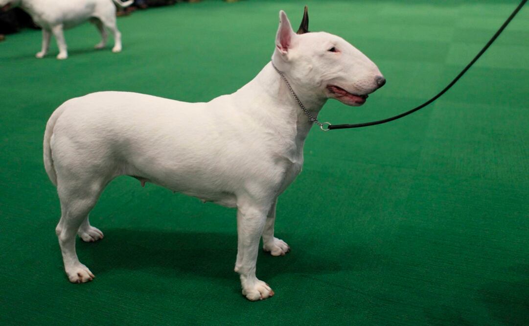 Imagen génerica de un perro de raza Bull Terrier. Fotografía: AP