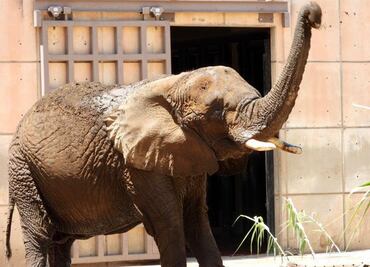 Salvemos a Ely: Al igual que pasó con la jirafa Benito, buscan un mejor hogar para la elefanta “más triste del mundo”