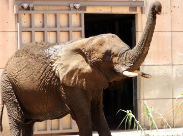 Salvemos a Ely: Al igual que pasó con la jirafa Benito, buscan un mejor hogar para la elefanta “más triste del mundo”