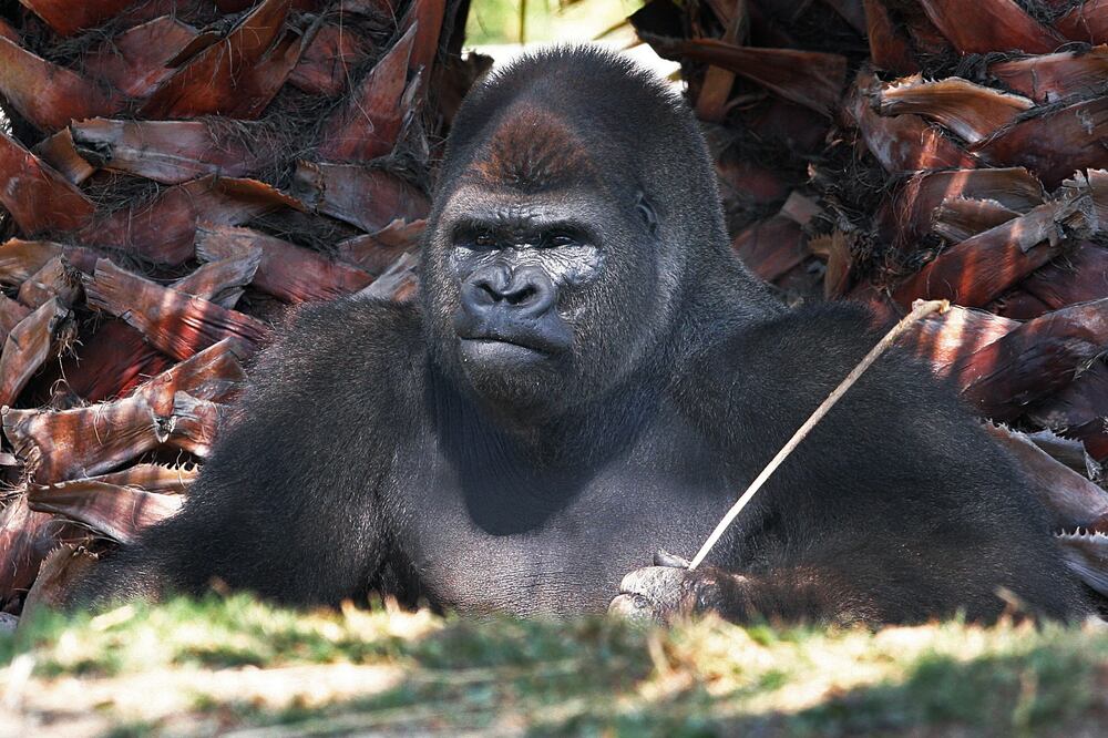 Foto: ARCHIVO. EL UNIVERSAL