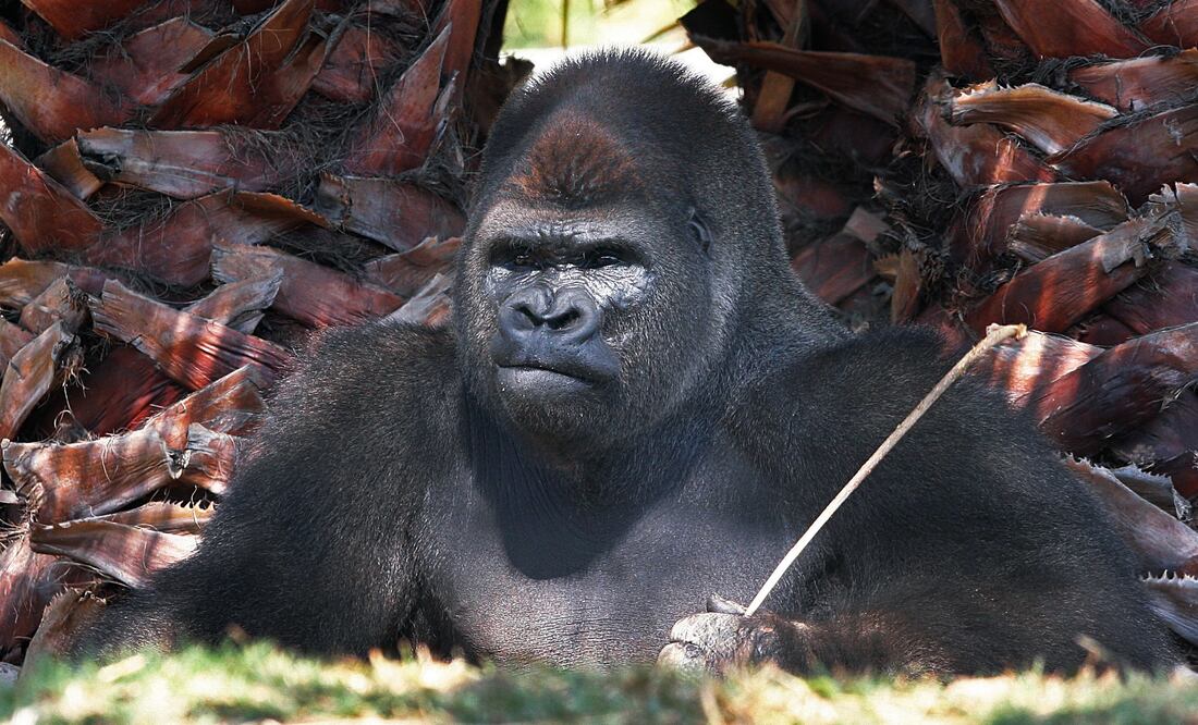 Foto: ARCHIVO. EL UNIVERSAL