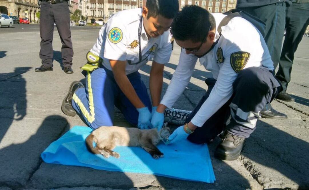 Paramédicos del ERUM dan primeros auxilios a gatito