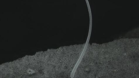 Una bacteria tan grande como una pestaña