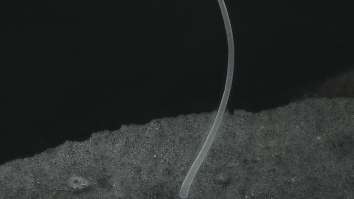 Una bacteria tan grande como una pestaña