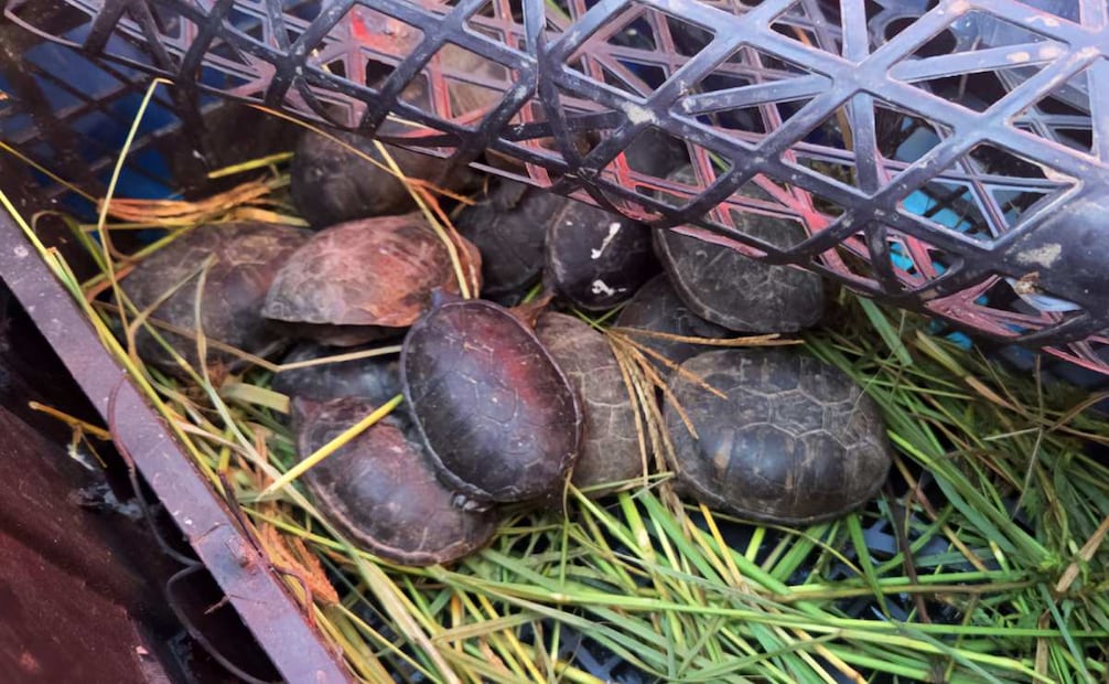 Rescatan a 75 tarántulas y 20 tortugas en un camión de pasajeros en Chihuahua. Foto: Cortesía Profepa