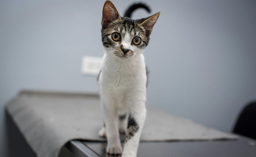En caso de notar la persistencia de alguno de los síntomas mencionados, lleva a tu gato al veterinario lo antes posible. Foto: Canva