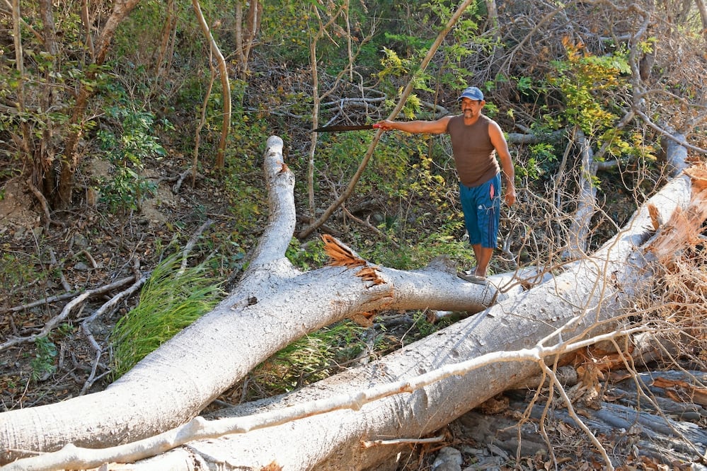 Los habitantes de las comunidades de Chivela, Morrito y Nizanda fueron los primeros en
llegar a apoyar a los heridos por el descarrilamiento del tren, relató Martín Orozco. Foto: Edwin Hernández / EL UNIVERSAL