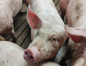 De la granja a la mesa, el cerdo irlandés