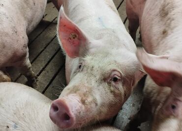 De la granja a la mesa, el cerdo irlandés