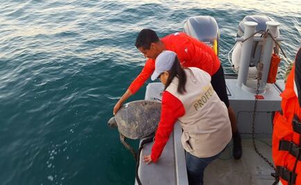 Profepa rescata 10 tortugas en peligro de extinción en BC