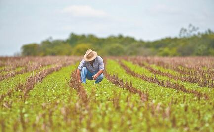 Muere por Covid primer trabajador agrícola mexicano en Canadá