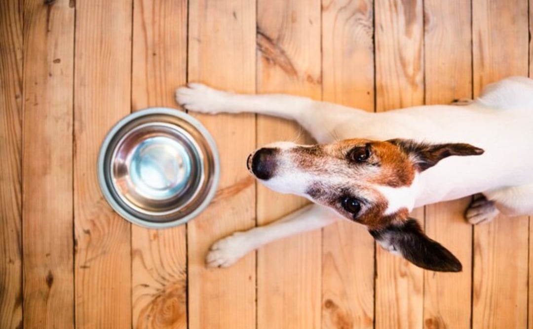 Mantener un equilibrio en la hidratación es clave para la salud de tu perro. Fuente: Freepik.