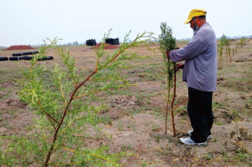 La acción, dice el FPDT, es simbólica, pues con la siembra de árboles quieren manifestar que estas tierras son de cultivo