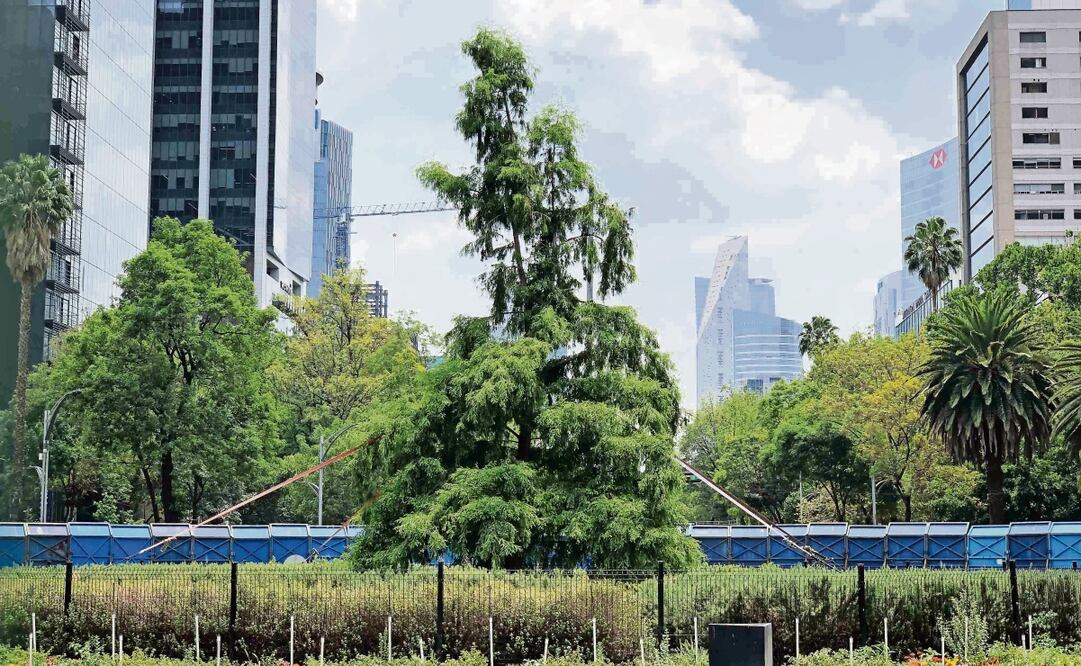 El 19 de mayo de 2023, el Gobierno capitalino sembró este segundo ejemplar de ahuehuete, tras el retiro de una especie que no se aclimató. Foto: Diego Simón Sánchez / EL UNIVERSAL