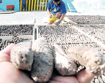 Mafia china arrasa con pepino de mar