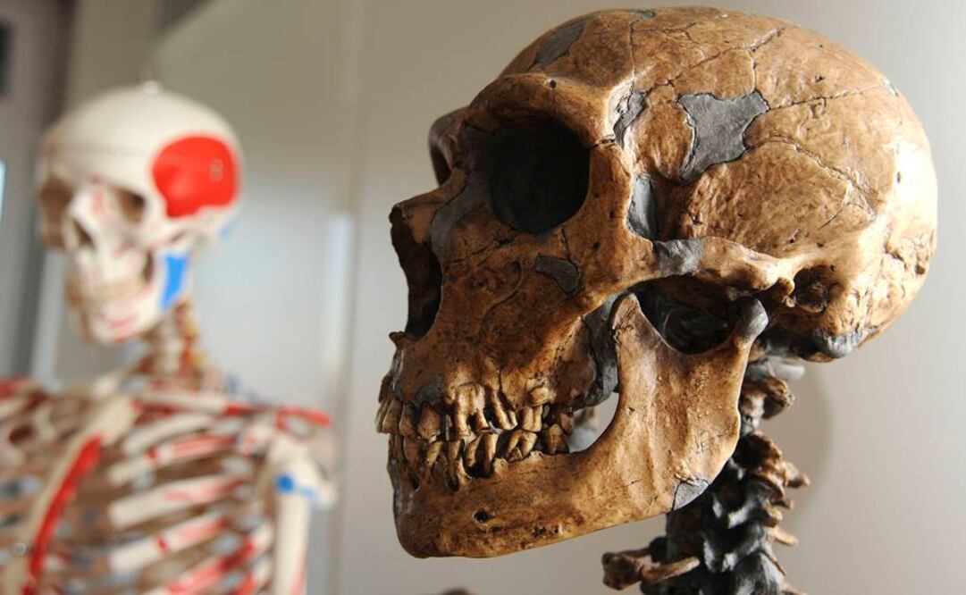 "Estamos casi ante una investigación judicial", bromea Jaubert, entusiasmado ante las perspectivas abiertas sobre los hábitos de los Neandertales. FOTO. Archivo/EFE.