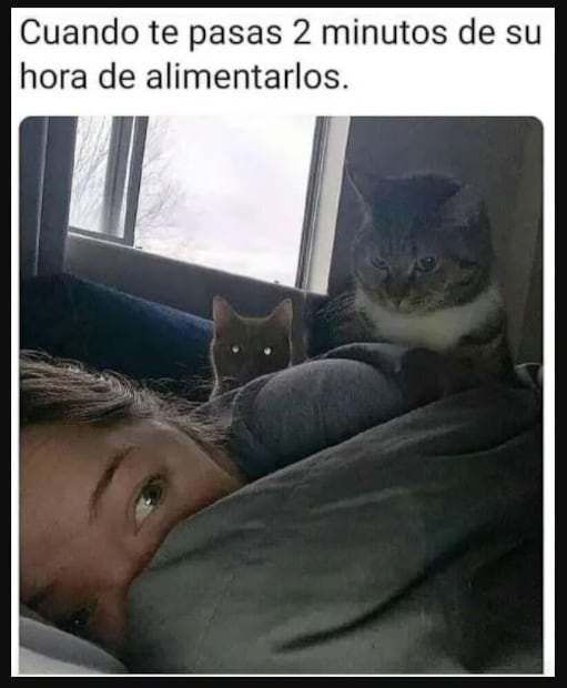 Instagram 2020: el año en memes