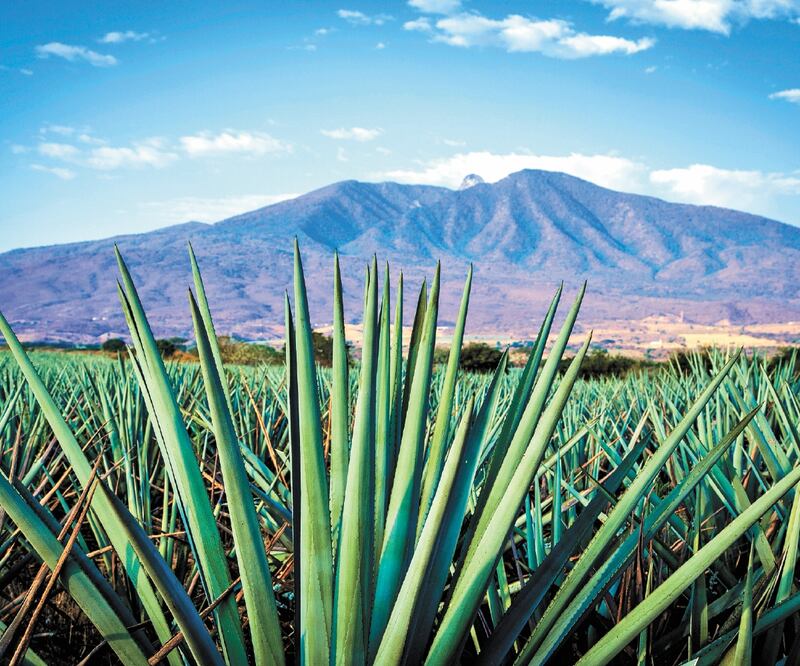 De acuerdo con la CNIT, se prevé que en 2021 la producción de tequila va a tener un crecimiento de 5%. Foto: ARCHIVO EL UNIVERSAL