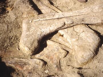 Identifican el pie de dinosaurio más grande de la historia