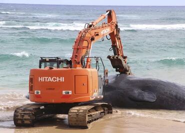 Hallan a ballena muerta en Hawai; tenía toneladas de plástico en el estómago