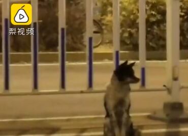 Durante 80 días en China, perro espera a su dueña en el lugar donde murió