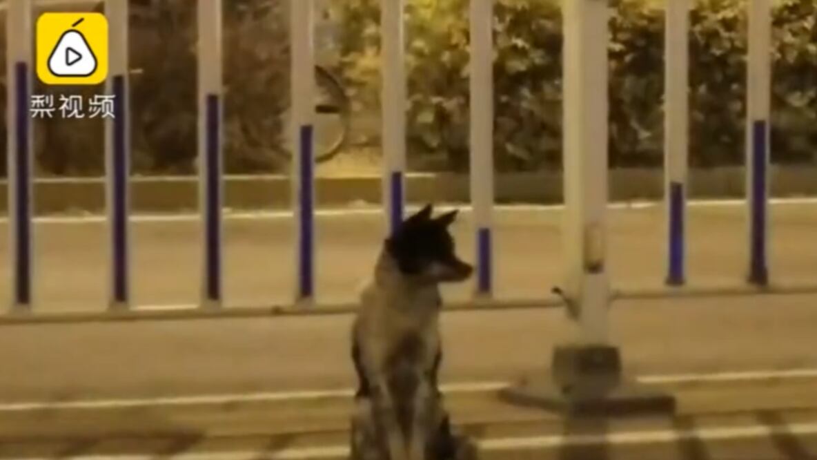 El video del animal, publicado en Sina Weibo, la plataforma utilizada en lugar de Twitter o Facebook, ya ha sido visto 1.4 millones de veces. Foto: Pear Video