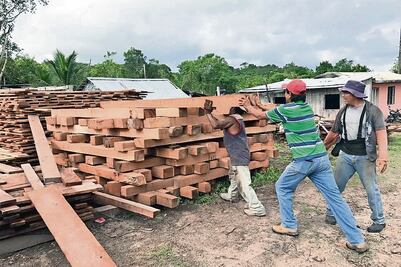 Repunta exportación de madera de Caobas