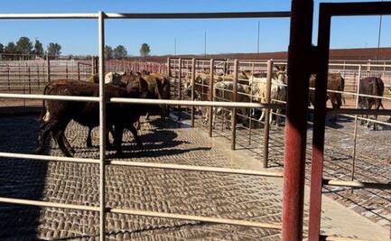 Cruza segundo lote de ganado bovino a EU tras pausa por detección de gusano barrenador; México intensifica revisión