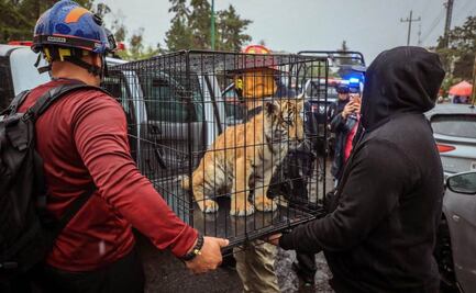 Rescatan a carrocho de tigre de bengala en domicilio de Lomas Verdes, Edomex; el felino se encuentra a salvo
