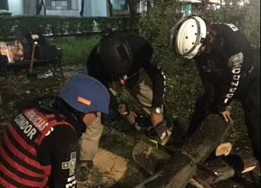 Por tormenta, caen varios árboles en Tlatelolco