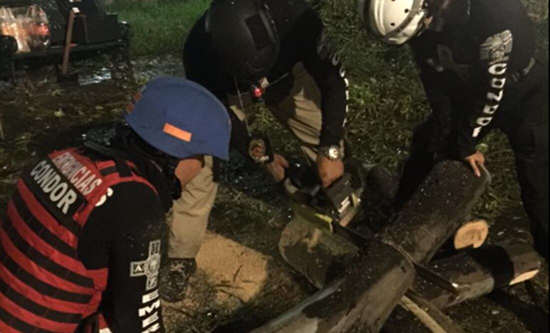 Por tormenta, caen varios árboles en Tlatelolco