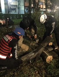 Por tormenta, caen varios árboles en Tlatelolco